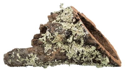 Trixie kurktunnel extra klein/klein